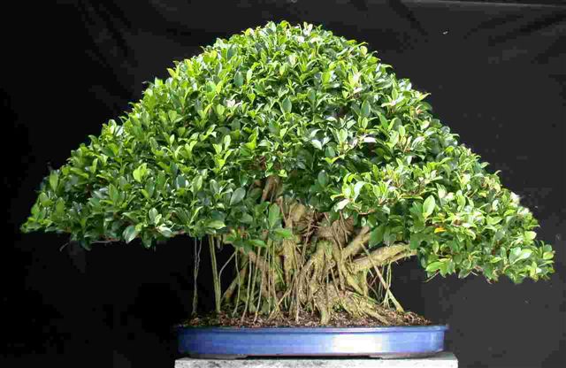 Ficus Microcarpa (Bonsai)